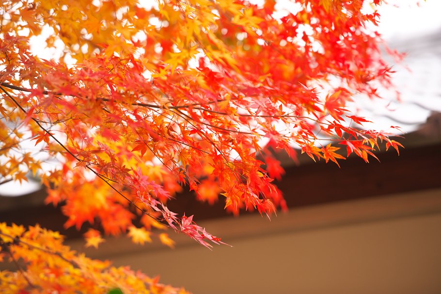 浄興寺の紅葉