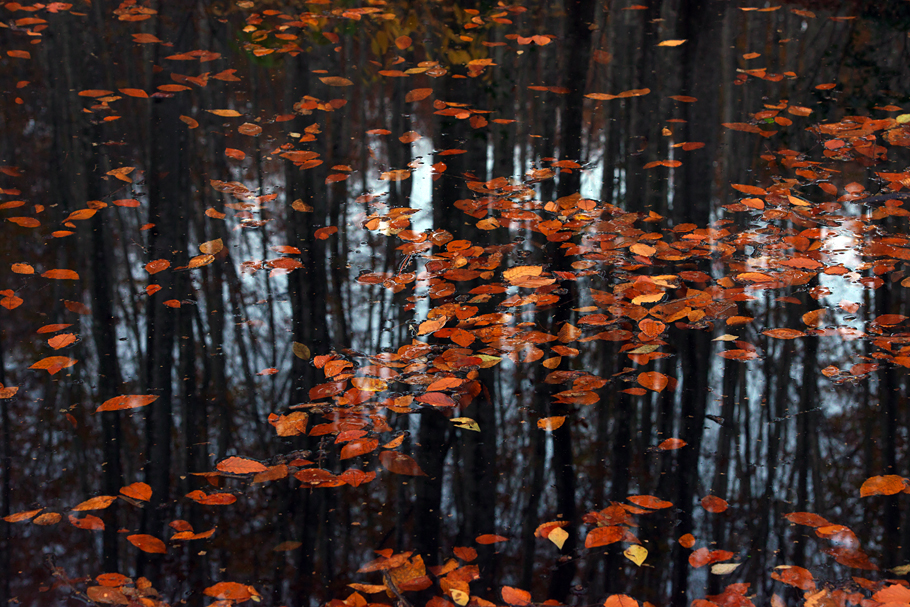 ブナの葉の浮く池